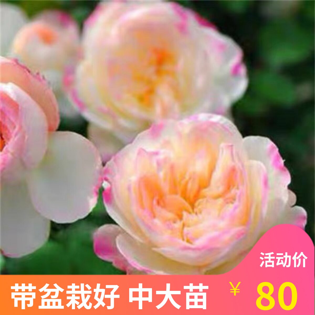 多季多年生好种植月季盆栽
