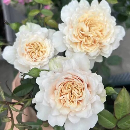 园丁老班波浪边多季开花月季