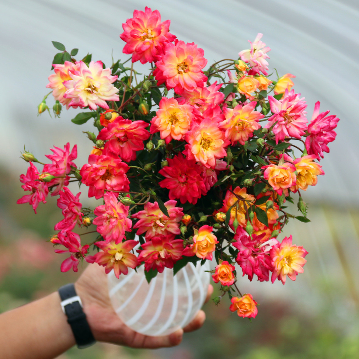 果汁阳台月季花苗盆栽庭院玫瑰海神王阳台月季花苗多季开花卉机器