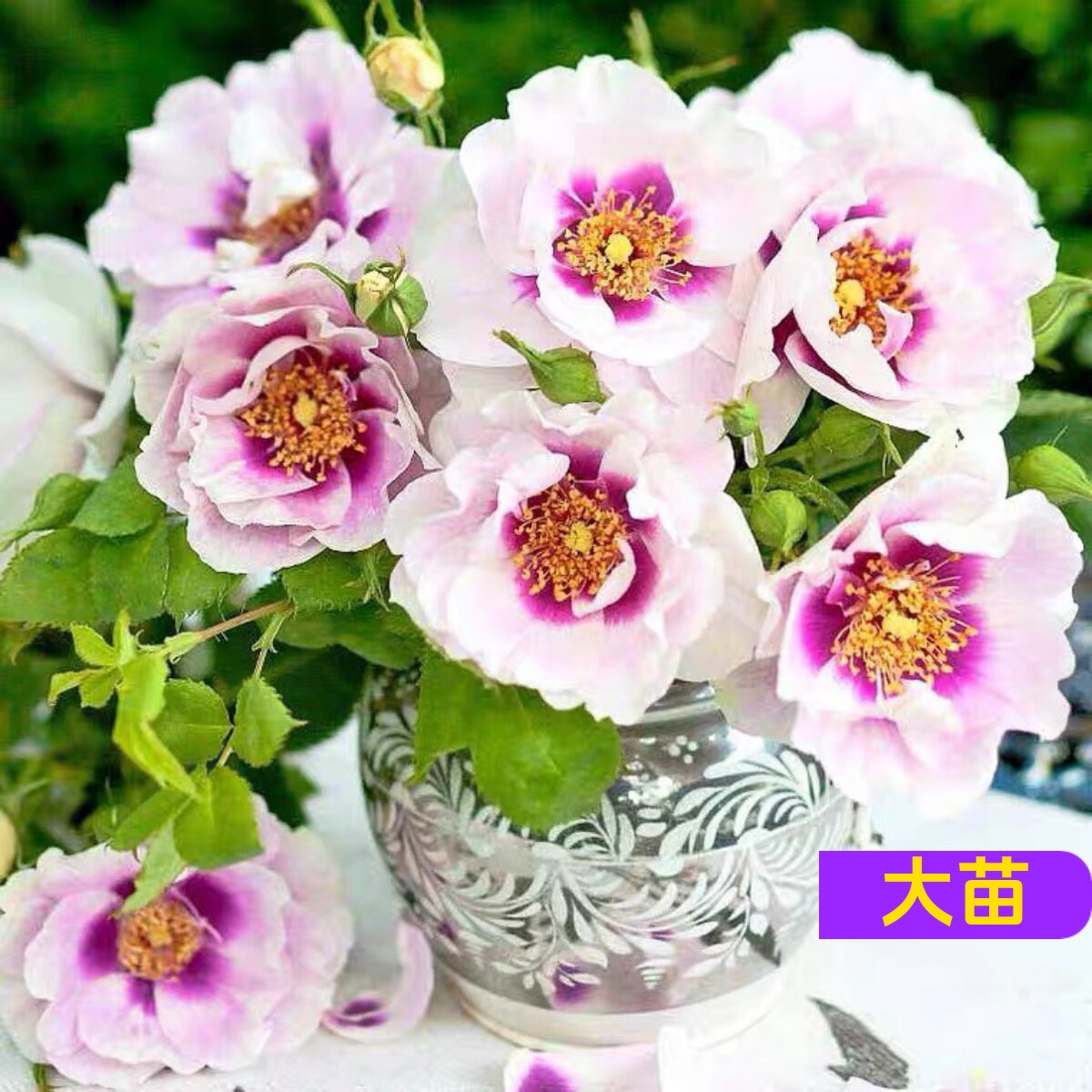 维特园艺多季开花多年生好养月季