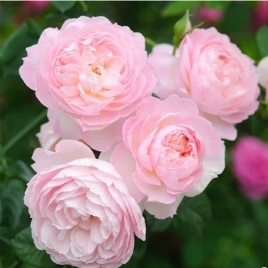 仁慈的赫敏/温柔的赫敏月季