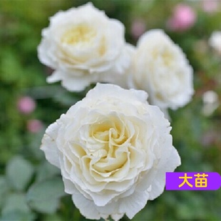 雪野一梦月季花苗大花浓香勤花多季开花易养抗病阳台庭院花卉