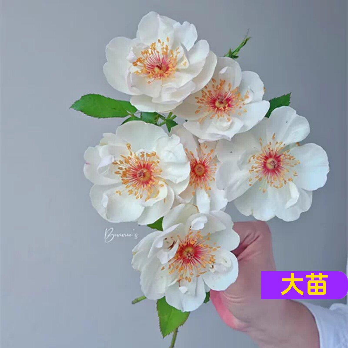 杰奎琳杜普蕾月季灌木浓香丰花