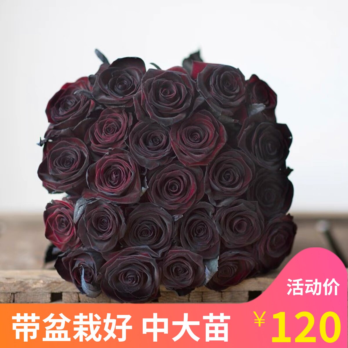 好养黑巴克切花月季正版灌木月季