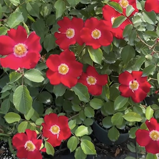 我们的莫莉月季花勤花耐开花期久长势快阳台盆栽庭院种植耐热玫瑰