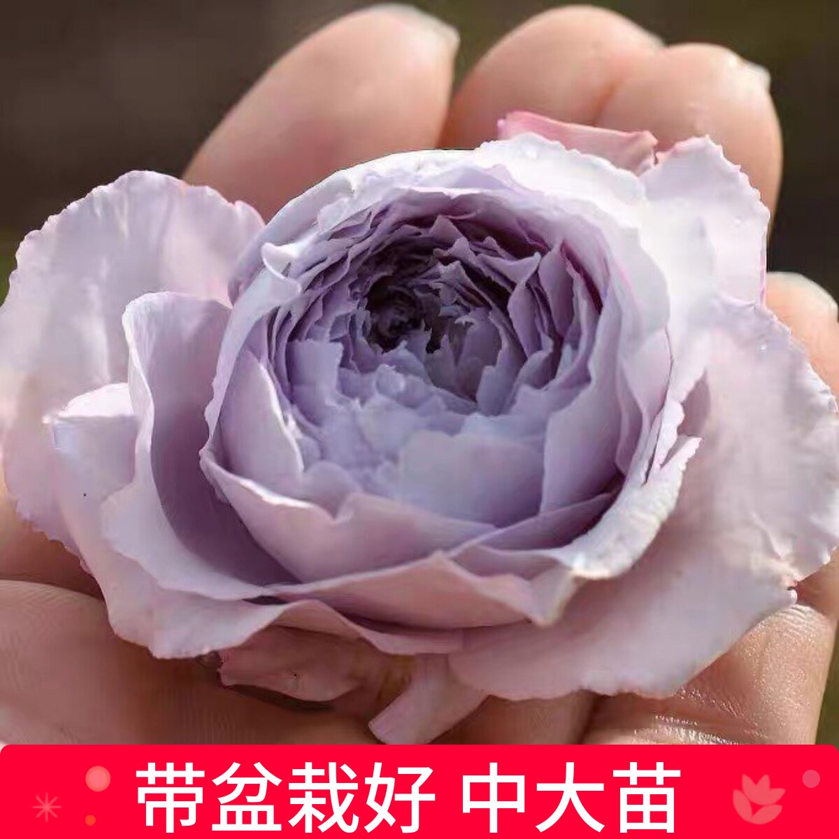 多季好种植月季庭院盆栽