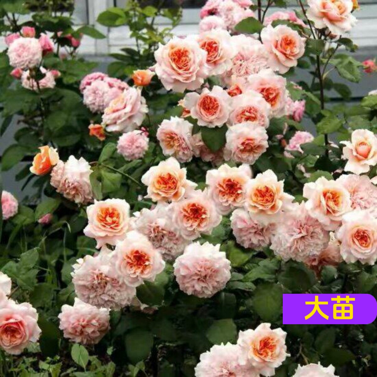 苏维尔西尼月季苗浓香大花丰花