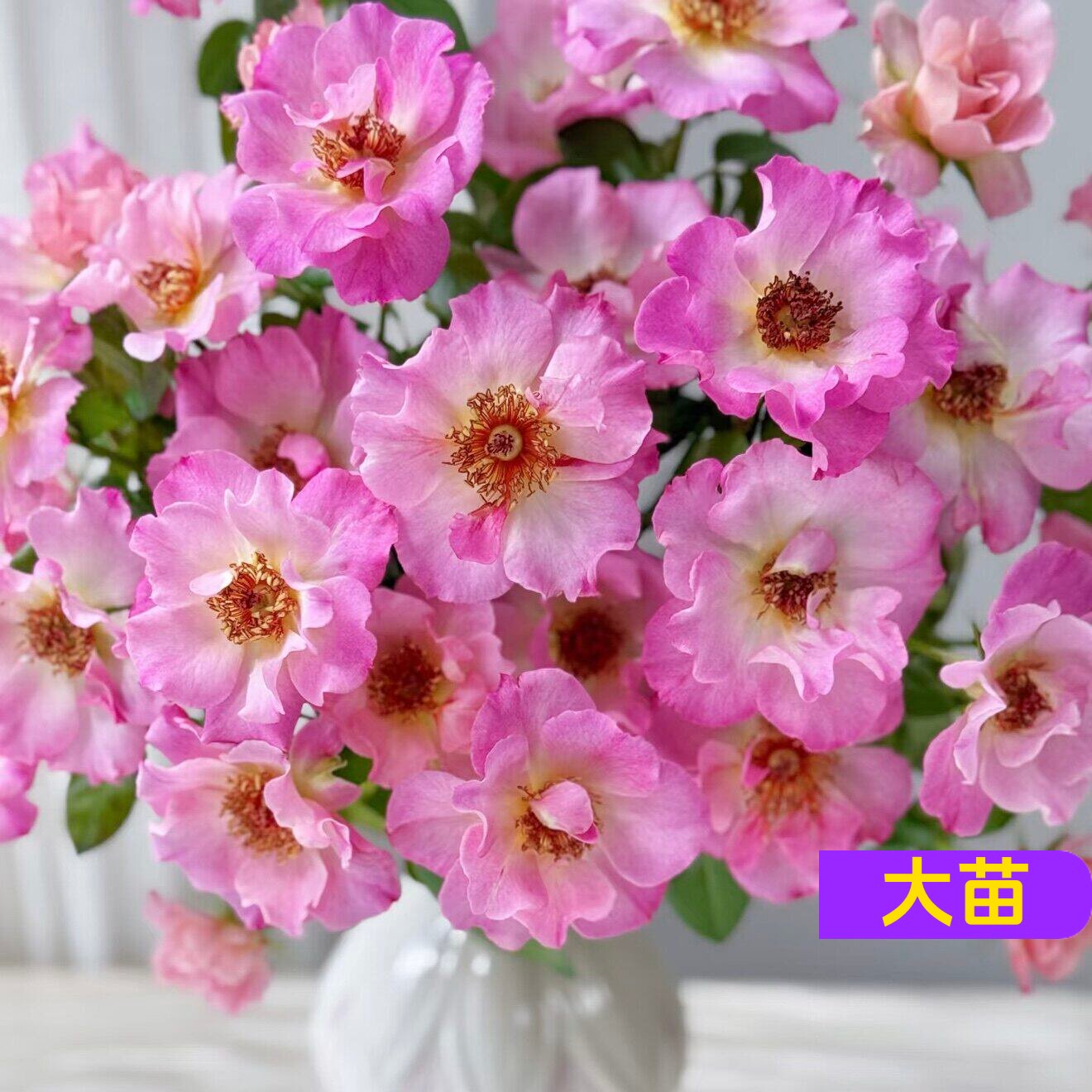 戴尔巴德碧玺电气石强香勤花月季