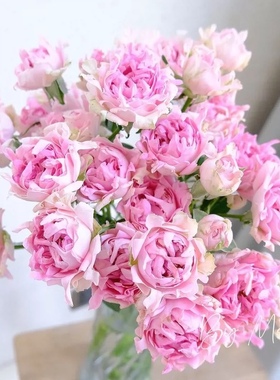 荷兰新品海葵海的女儿月季花苗浅粉紫色清香型灌木切花玫瑰多季开