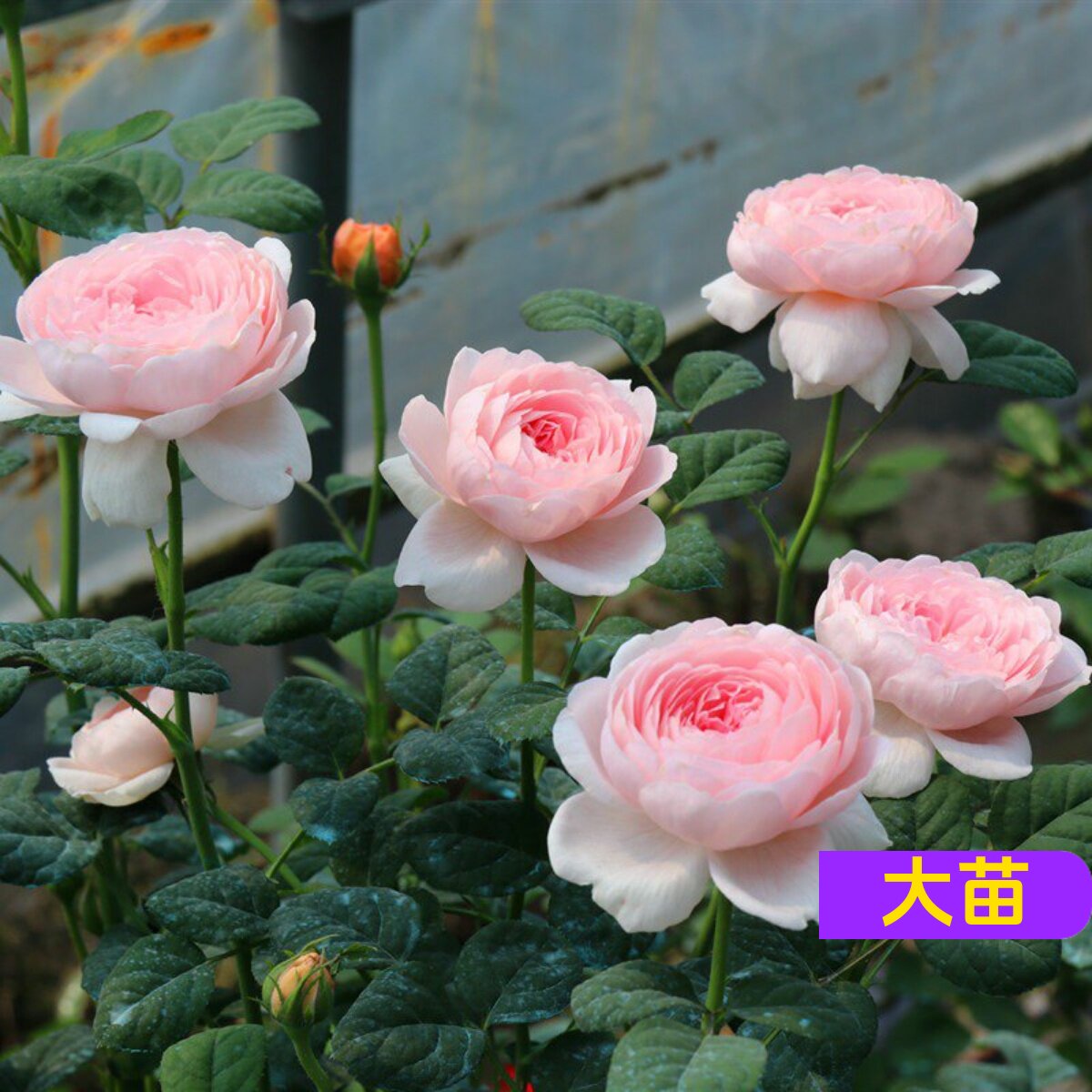 维特园艺多季开花多年生好养月季
