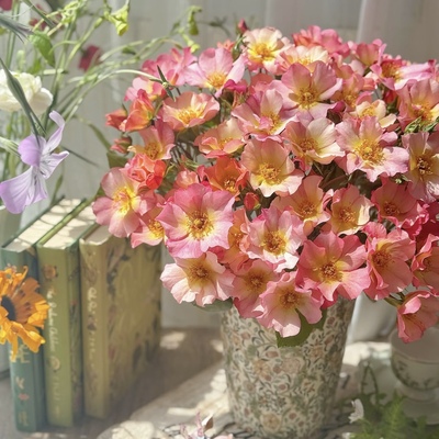 低维护月季美丽日出月季花