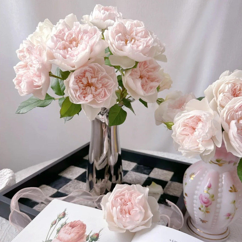 精灵女王月季四季开花大花浓香勤花抗病耐热阳台盆栽室外庭院地栽