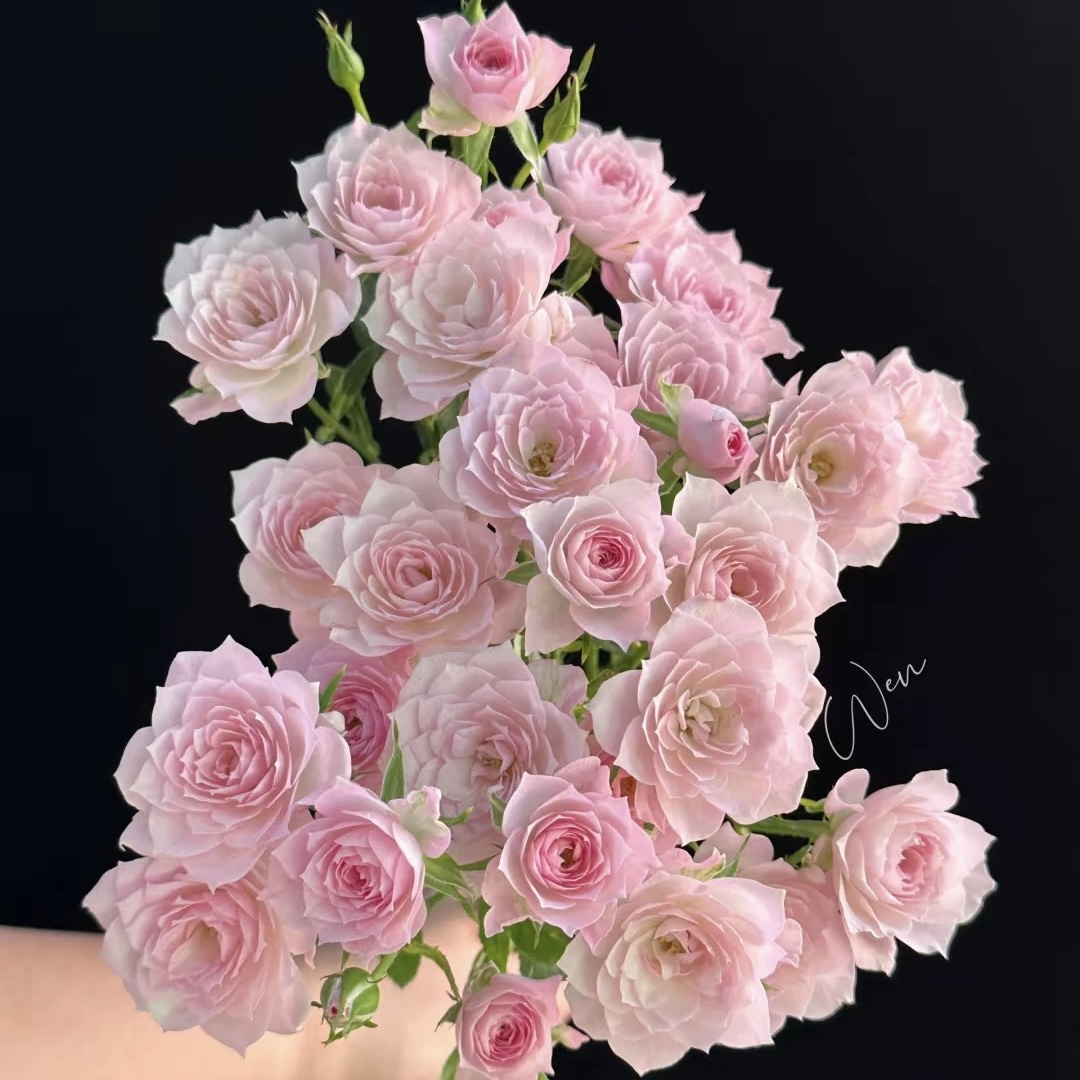 天荷芽变完美甜蜜月季