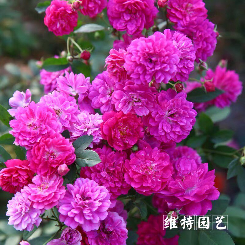维特园艺多季开花多年生好养月季