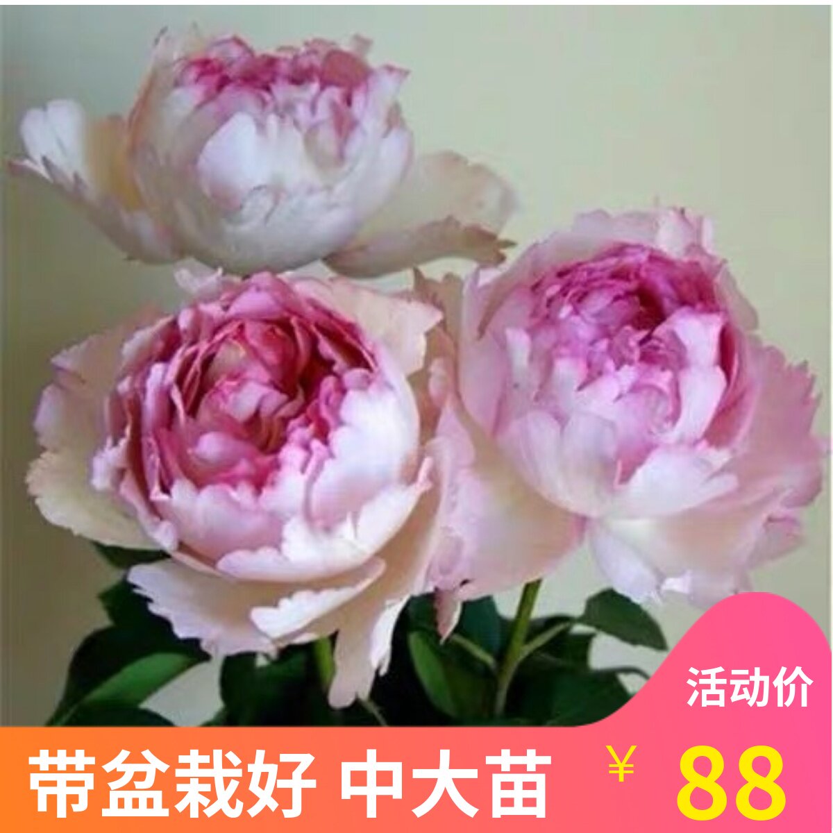 多季多年生好种植月季盆栽