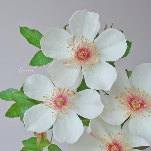 杰奎琳杜普蕾月季 节开花 灌木浓香丰花抗病多季