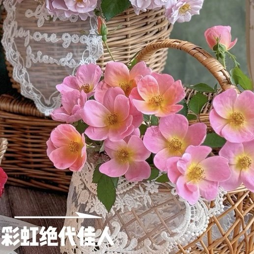 彩虹绝代佳人月季阳台勤花多季