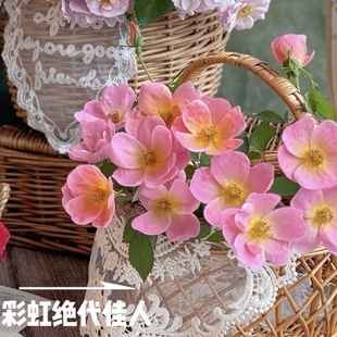彩虹绝代佳人月季阳台勤花多季地栽勤花多季节耐热低维护玫瑰花