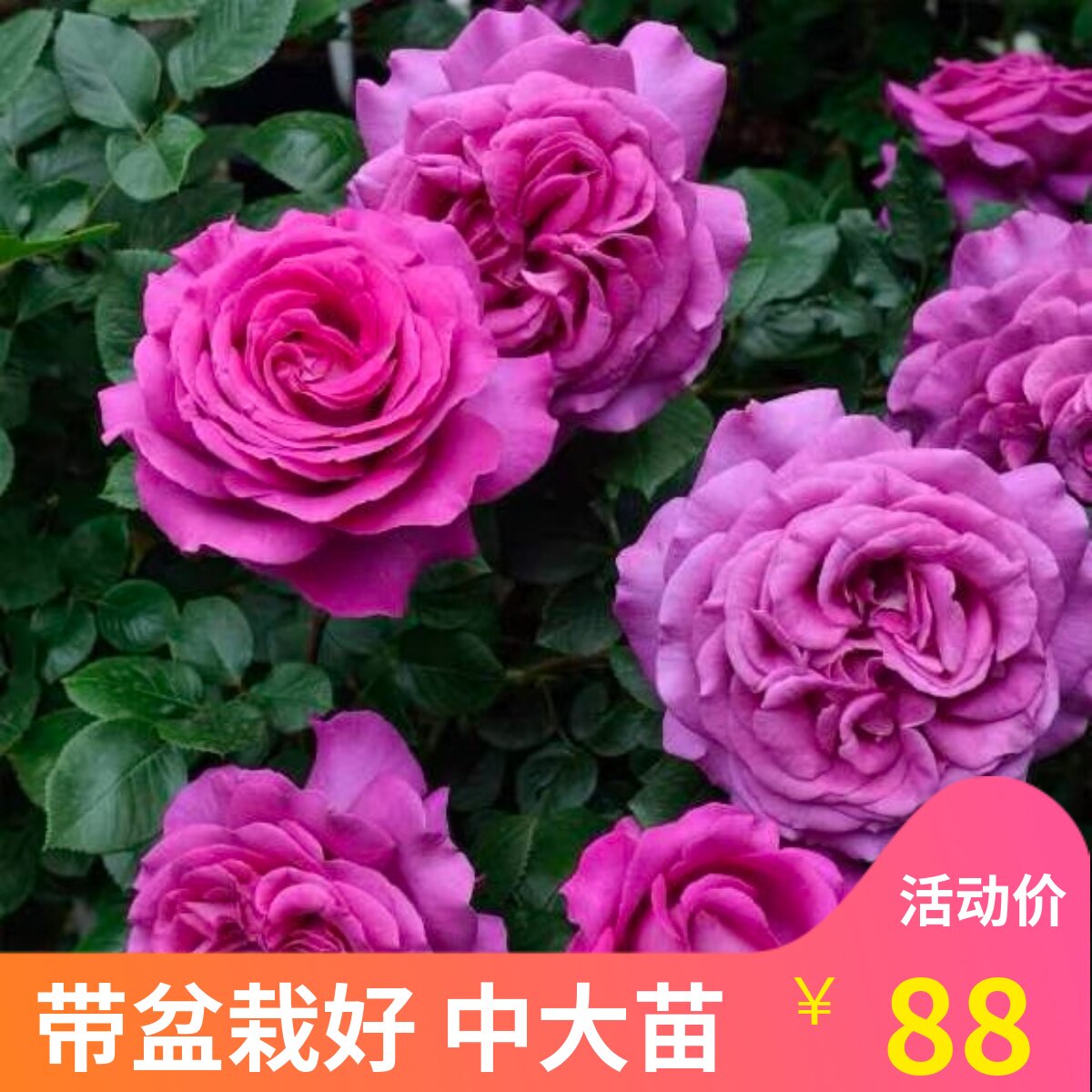 多季多年生好种植月季盆栽