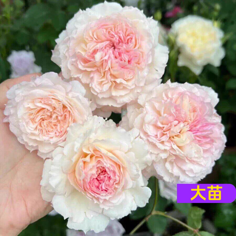 梦幻曲渐变粉灌木多头勤花月季