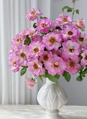 碧玺/电气石Tourmaline 月季 小苗  ADR 戴尔巴德勤花耐热玫瑰花