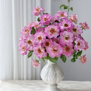 小苗 碧玺 电气石Tourmaline 月季 戴尔巴德勤花耐热玫瑰花 ADR