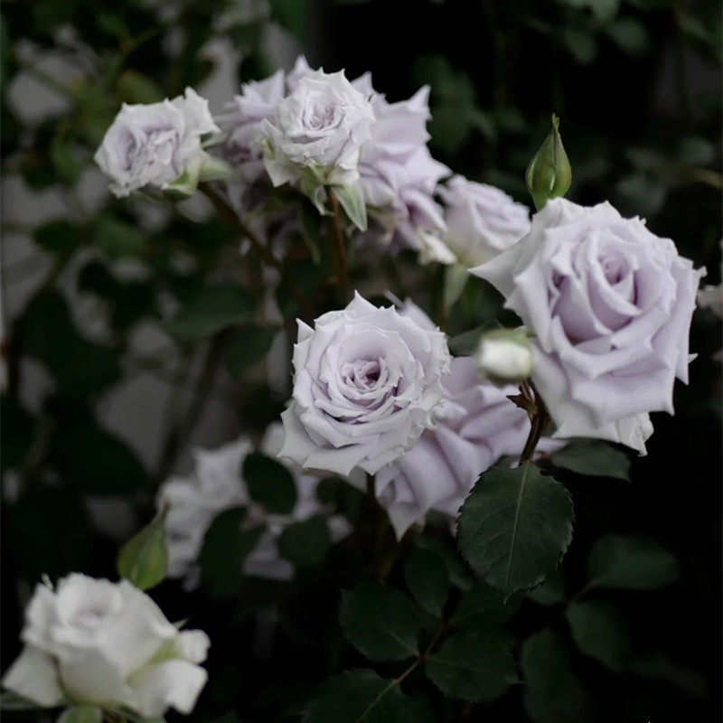 新品雄青蓝色系月季大花丰花多季开花易养 阳台庭院花卉