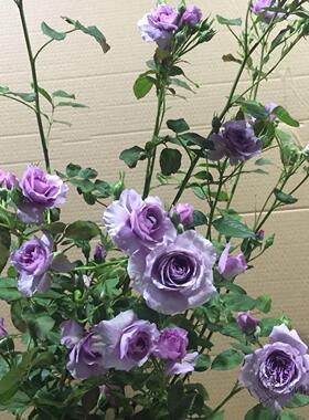 【维特园艺】新日系蓝色藤本月季 薰衣草花环月季花苗 多头多花
