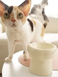INS Wind Pet Food Bowl & Food Cushion легко очистить подушку для неразличивания, чтобы защитить каталог шейки матки и воды для собак.