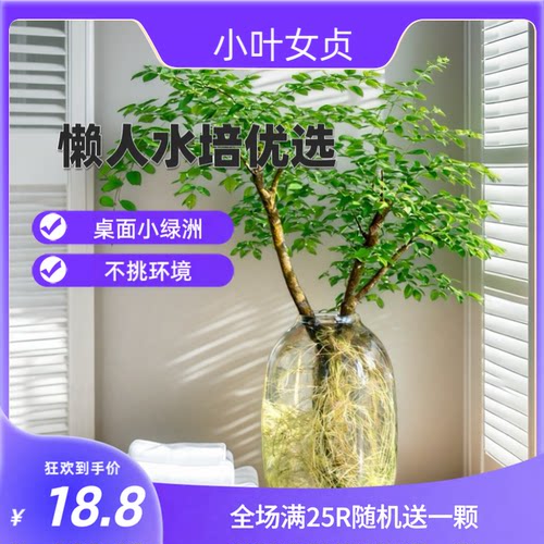 水培小叶女贞老桩四季常青室内客厅桌面绿植懒人好养耐阴水养插花