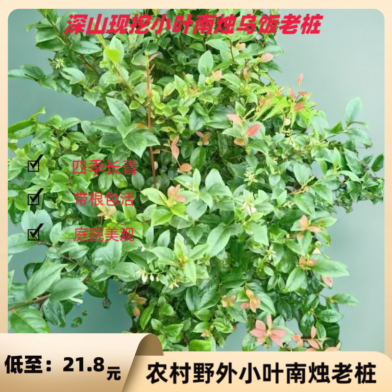 小叶南烛乌饭老桩盆景乌饭叶可食用四季常绿室内阳台庭院景观老桩