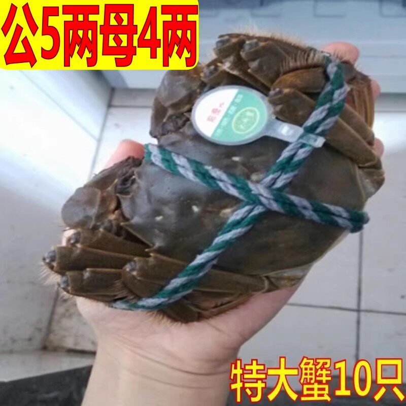 鲜活大闸蟹公4.8-5母3.8-4.0两礼盒装去绳重