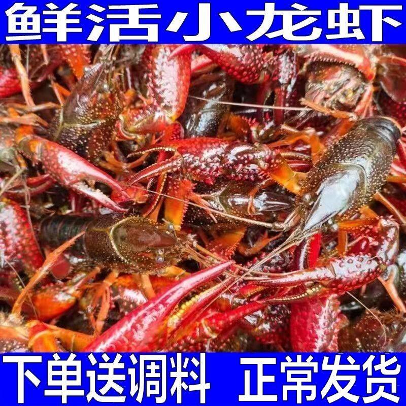 江苏鲜活小龙虾鲜活青壳红壳现货活虾