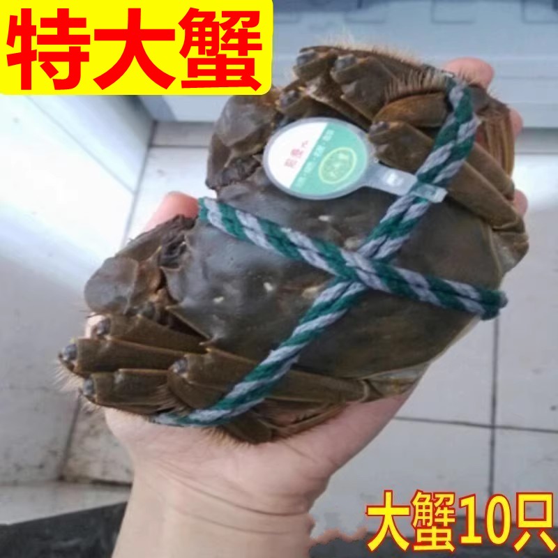 活蟹江苏鲜活大闸蟹六月黄3.0大闸蟹