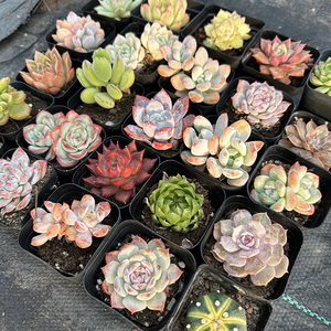 多肉植物室内带盆组合小盆栽精品名贵玉露老桩大颗好养花卉绿植