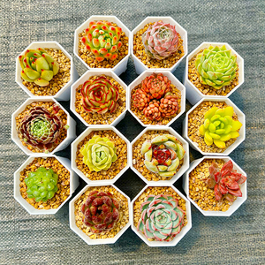 多肉植物小盆栽绿植花卉肉肉带盆室内好养玉露组合套餐办公室