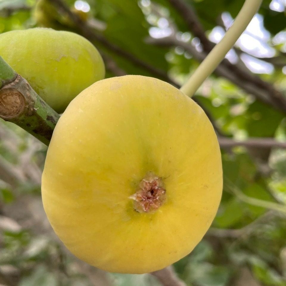 新疆产阿图什无花果干早黄品种二象限125克罐装无熏硫添加 糖包子,零食/坚果/特产,无花果干,淘宝优惠券,粉丝福利购,淘宝优惠卷