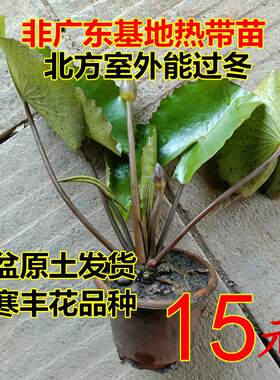 耐寒睡莲盆栽成品苗原盆带花苞