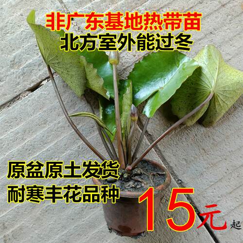 耐寒睡莲盆栽成品苗原盆带花苞