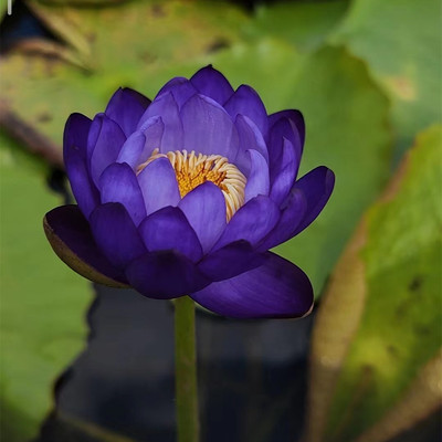 澳洲睡莲水生植物庭院四季稀有