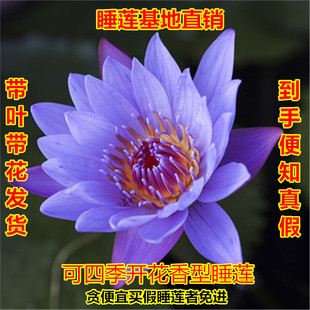 埃及蓝鸟大睡莲根块荷塘池塘香水型四季开花睡莲带花苞庭院盆栽苗