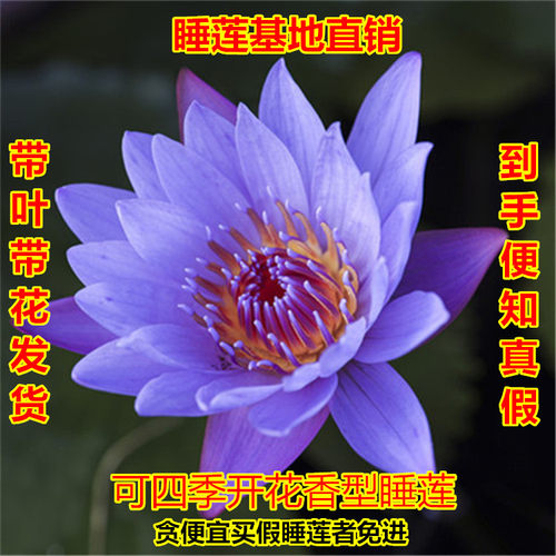 埃及蓝鸟睡莲池塘池塘庭院四季