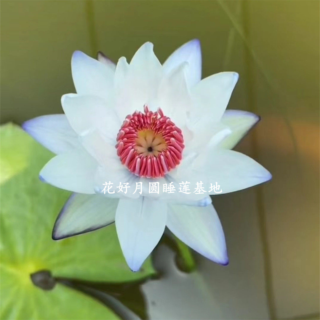 稀有名贵澳洲睡莲琥珀水培植物荷花带花苞水池塘莲花根块花卉盆栽