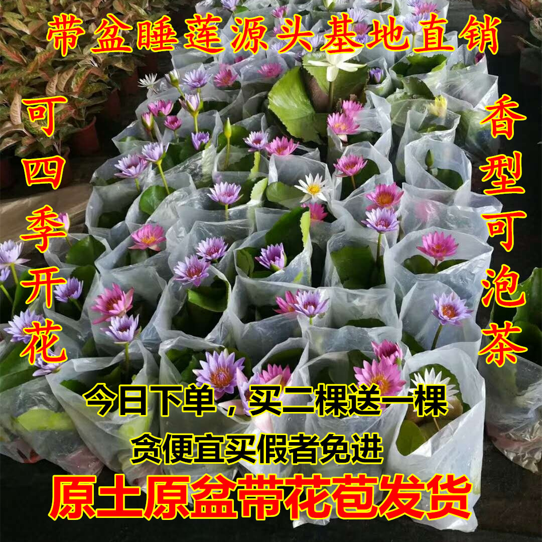 睡莲荷花莲花原土原盆带花苞成品苗四季开花水养池塘阳台水生植物