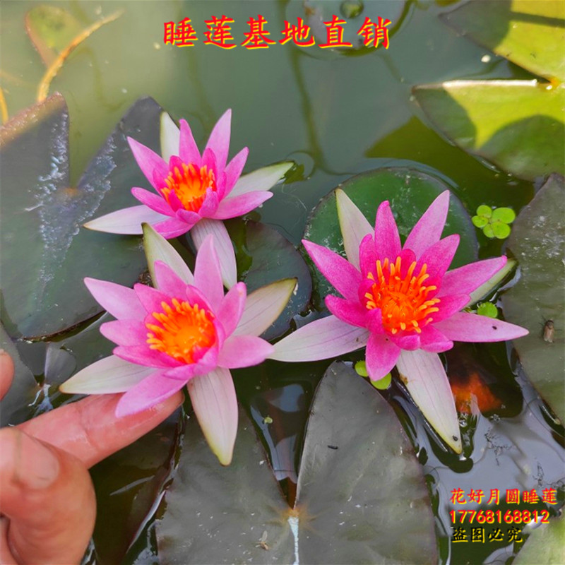 迷你小睡莲小紫家庭盆栽池栽耐寒水培水生植物四季花卉碗莲根块茎