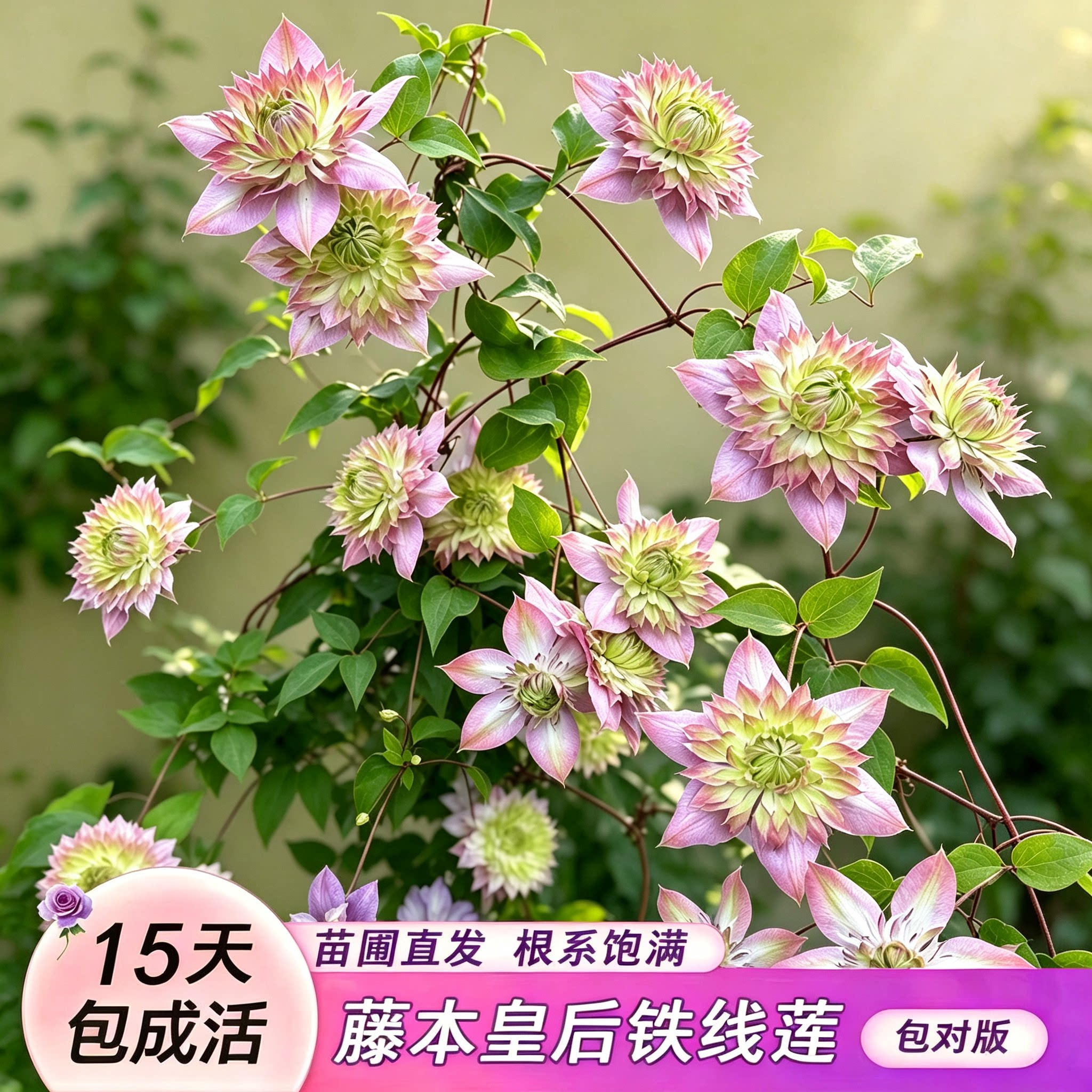 藤本皇后铁线莲昼天使倒影乌托邦盆栽爬藤花卉植物四季开花阳台庭