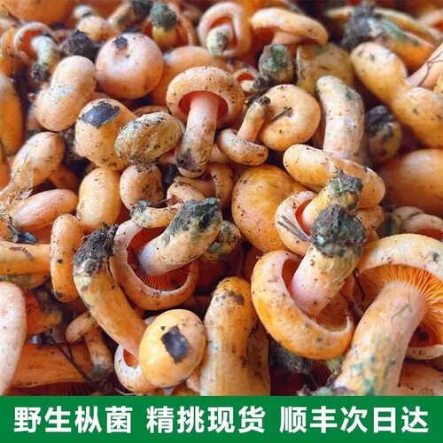 贵州新鲜野生菌子黄蘑菇生乌枞菌松树菌重阳菌寒紫谷熟菌500g包邮
