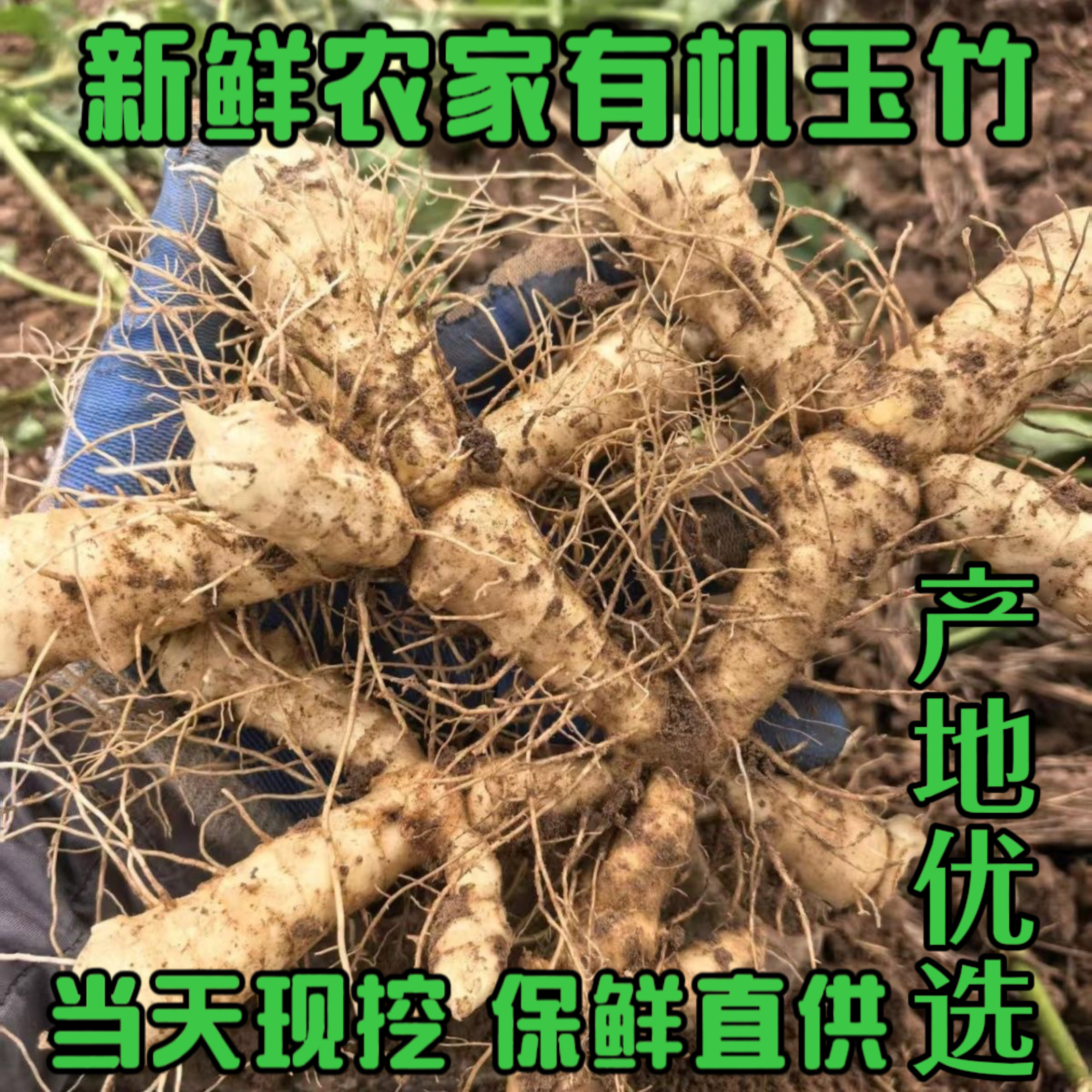新鲜玉竹炖汤农家现挖鲜玉竹滋补搭配麦冬沙参泡茶药膳煲汤料500g