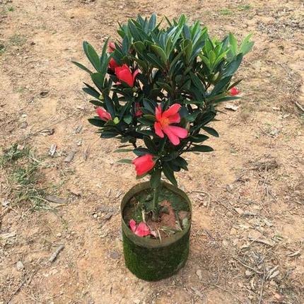 四季杜鹃山茶花树桩大盆阳台庭院茶花