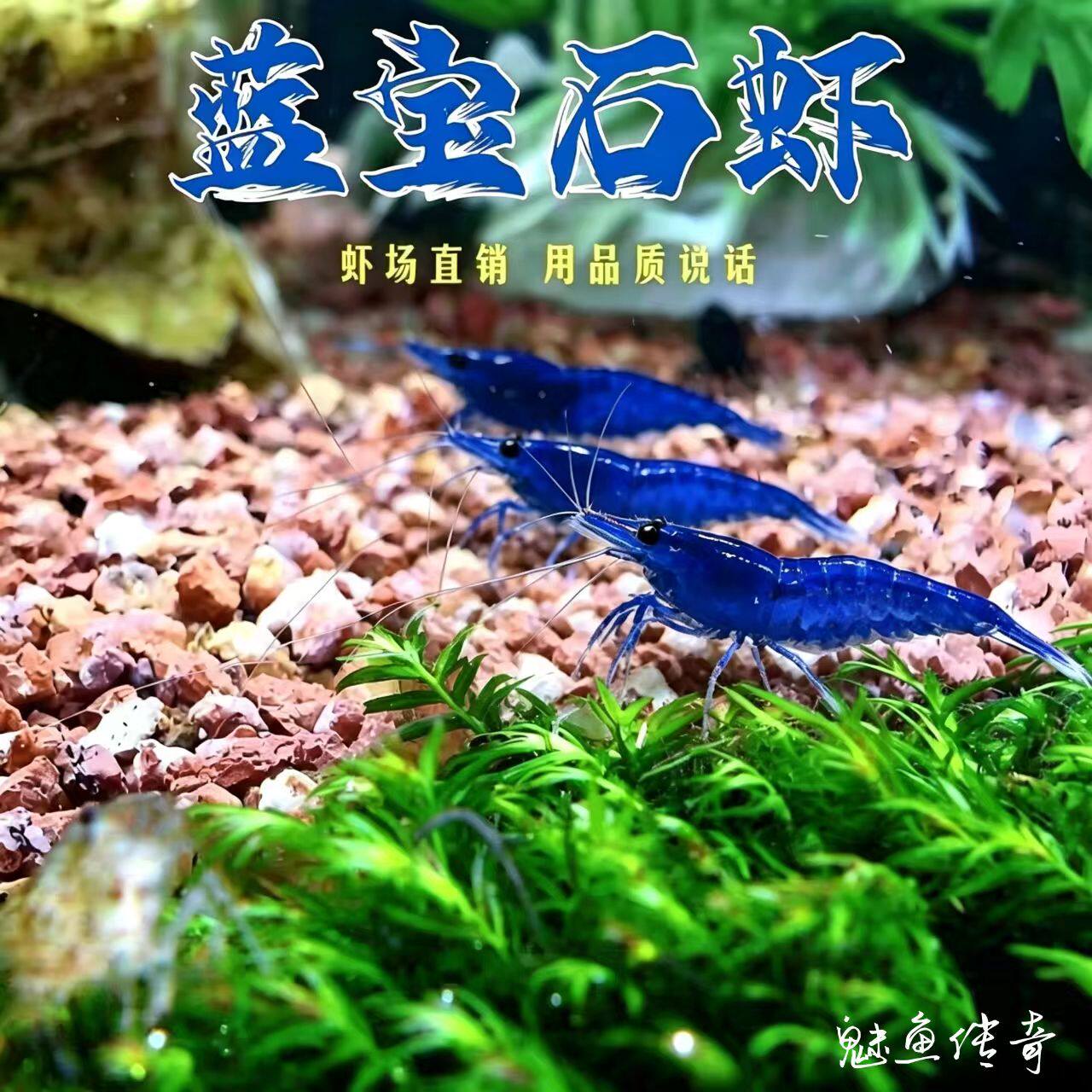 观赏米虾蓝宝石樱花虾德系金背米虾黄金米虾香吉士鱼缸清苔除藻